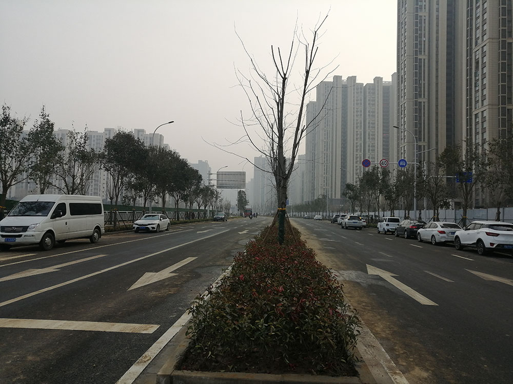 特事特辦、創(chuàng)造速度奇跡 --洛達路（中原路-穎河路）綠化工程完工